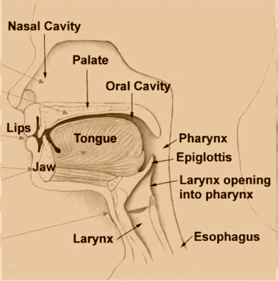 Illustration from Linguistics 
