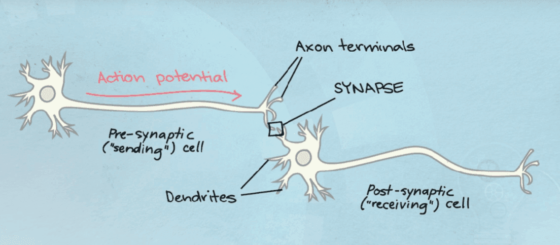 Neuron diagram showing a pre-synaptic sending cell, axon terminals, the synapse, dendrites and the post-synaptic receiving cell