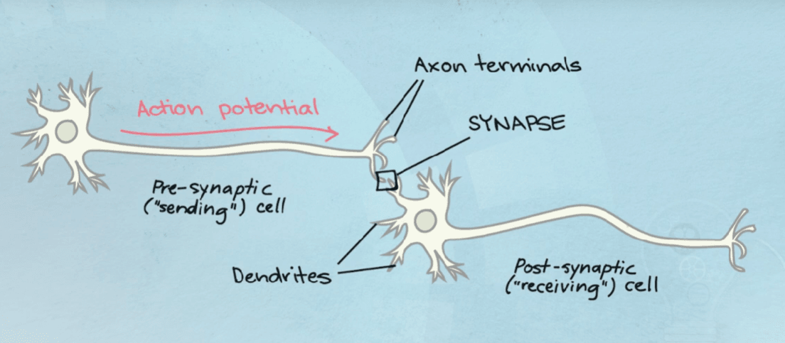 Neuron diagram showing a pre-synaptic sending cell, axon terminals, the synapse, dendrites and the post-synaptic receiving cell